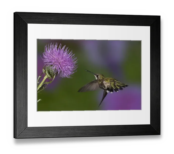 Framed Print : Ruby-throated hummingbird in flight at thistle flower, Archilochus colubris Framed Print : Ruby-throated hummingbird in flight at thistle flower, Archilochus colubris