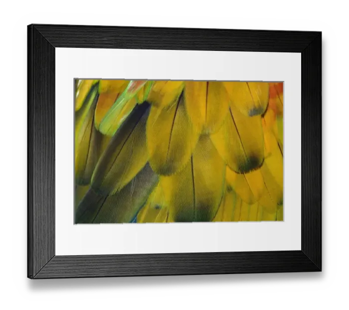 Framed Print : Nature, Fauna