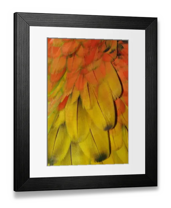 Framed Print : Feather pattern on Macaw Framed Print : Feather pattern on Macaw
