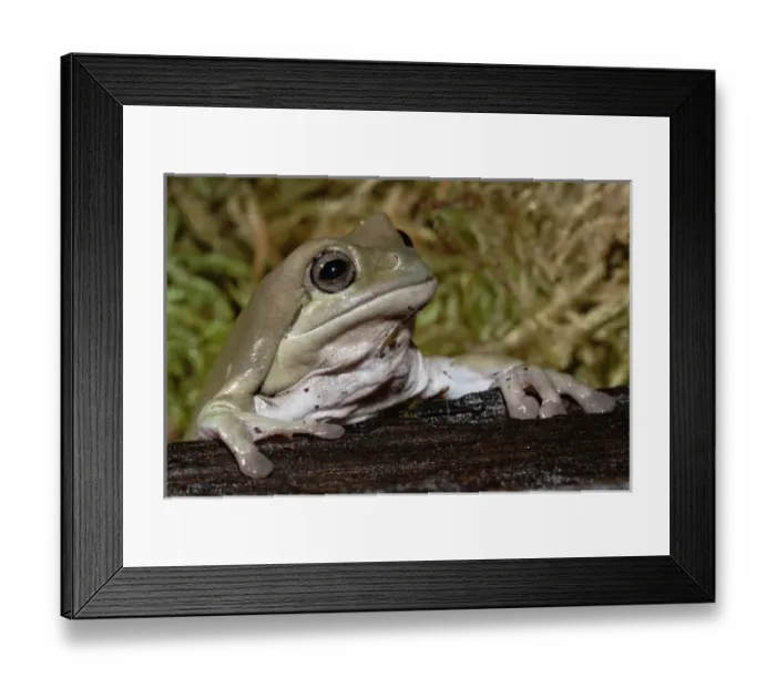 Framed Print : Whites Dumpy Frog, Litoria caerulea (captive) Framed Print : Whites Dumpy Frog, Litoria caerulea (captive)