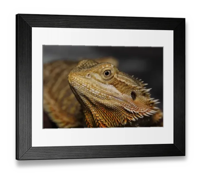 Framed Print : Bearded Dragon, Pogona vitticeps. (Captive) Framed Print : Bearded Dragon, Pogona vitticeps. (Captive)