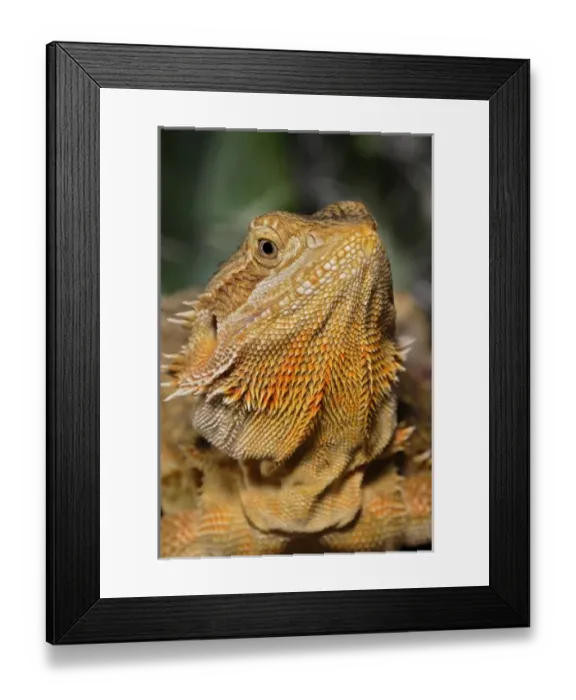 Framed Print : Nature, Fauna Framed Print : Nature, Fauna