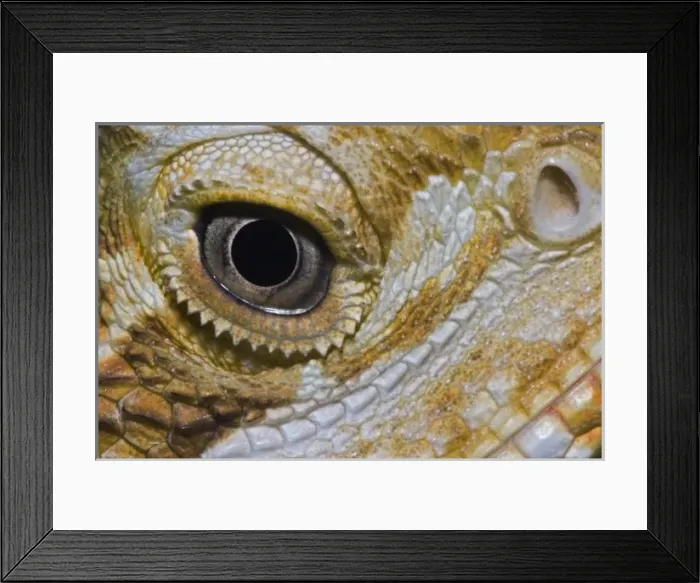 Framed Print : Nature, Fauna Framed Print : Nature, Fauna