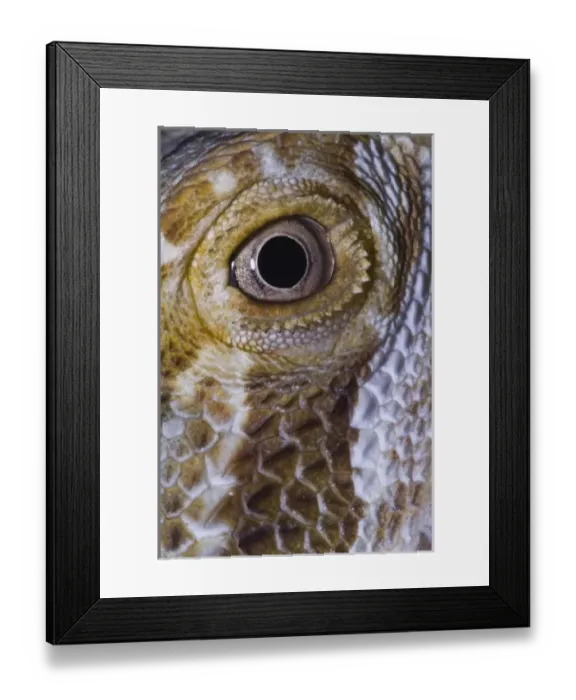 Framed Print : Nature, Fauna