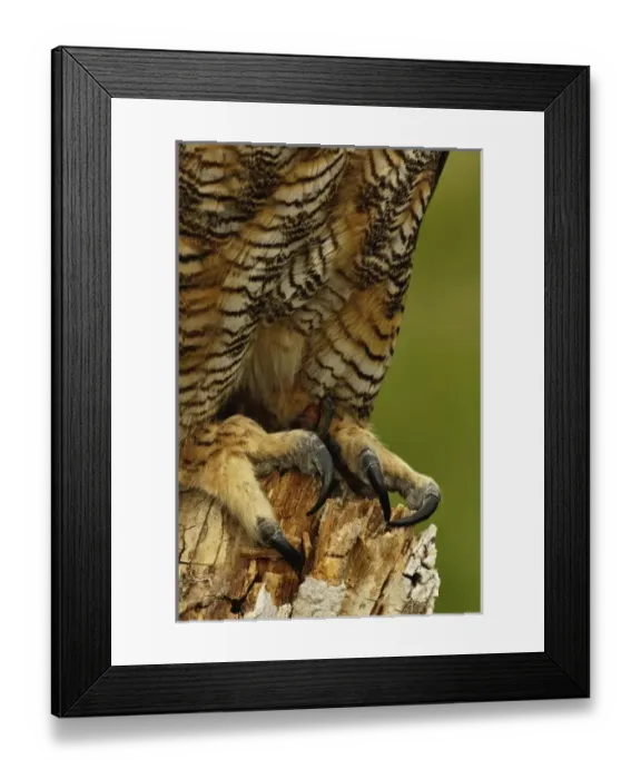 Framed Print : Nature, Fauna