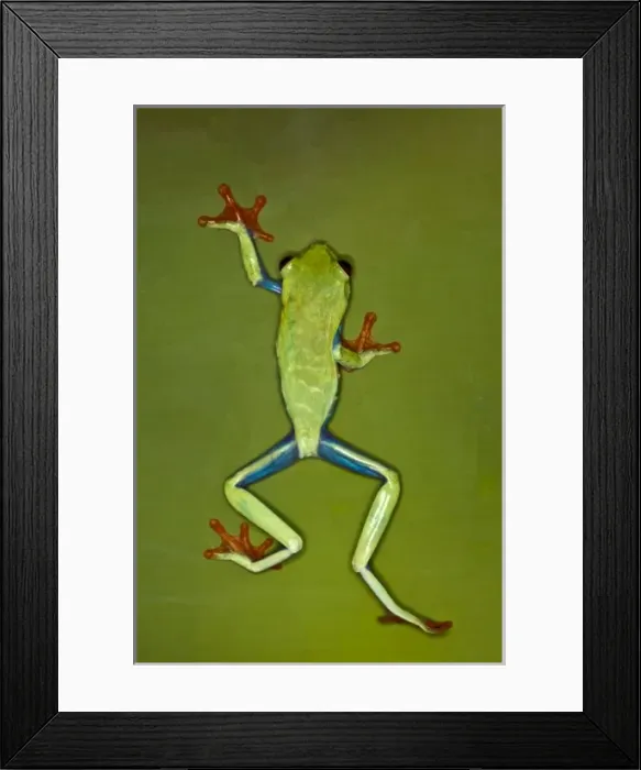 Framed Print : Red-Eyed Tree Frog (Agalychnis callidryas)