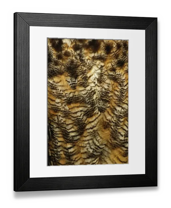 Framed Print : Nature, Fauna Framed Print : Nature, Fauna