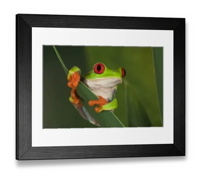 Framed Print : Nature, Fauna Framed Print : Nature, Fauna