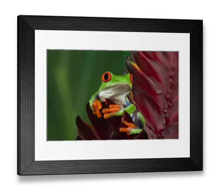 Framed Print : Red-Eyed Tree Frog (Agalychnis callidryas)