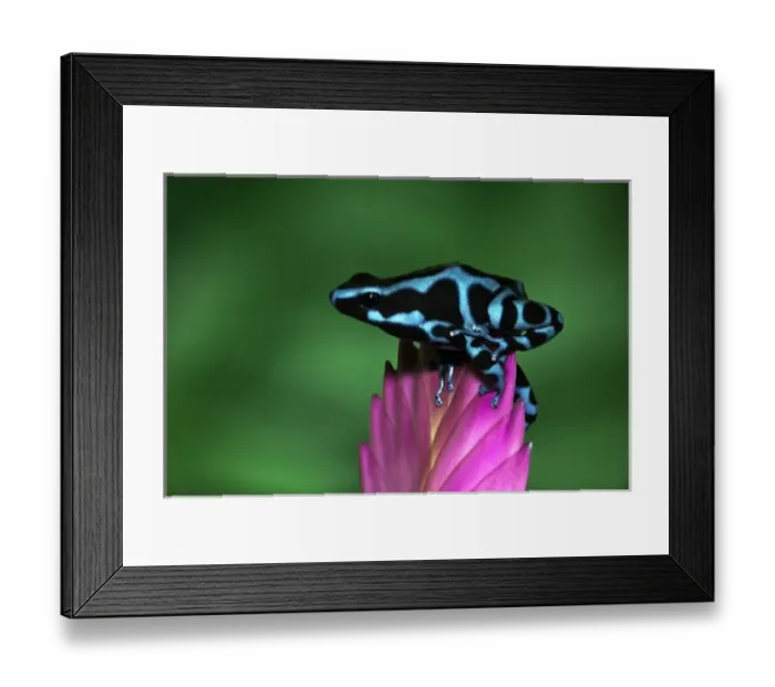 Framed Print : Blue and black Poison Dart Frog, Panama Blue, (Dendrobates auratus)