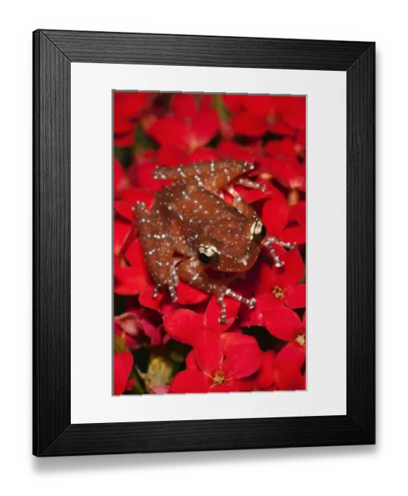 Framed Print : Cinnamon Tree Frog (Nyctixalus pictus), Borneo Framed Print : Cinnamon Tree Frog (Nyctixalus pictus), Borneo