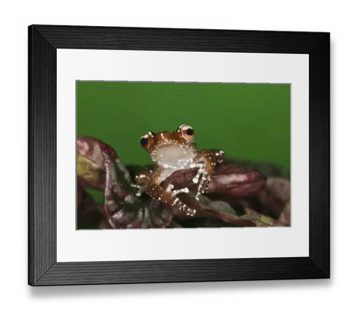 Framed Print : Cinnamon Tree Frog (Nyctixalus pictus), Borneo