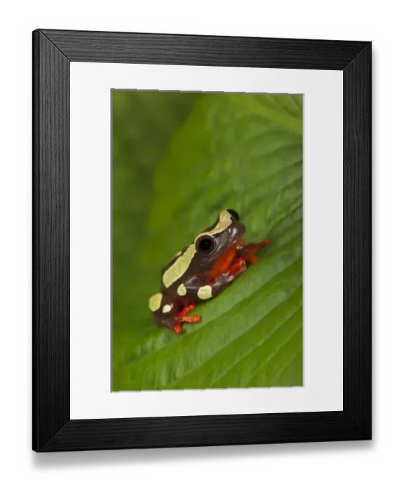 Framed Print : Clown Tree Frog (Dendropsophus sarayacuensis, formerly Hyla leucophyllata) Framed Print : Clown Tree Frog (Dendropsophus sarayacuensis, formerly Hyla leucophyllata)