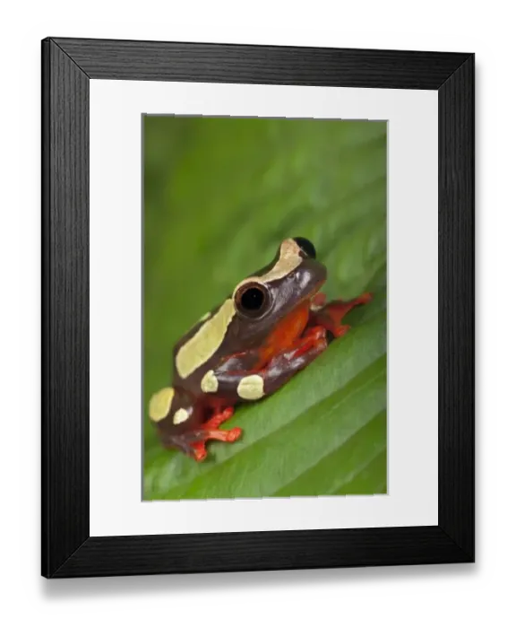 Framed Print : Clown Tree Frog (Dendropsophus sarayacuensis, formerly Hyla leucophyllata) Framed Print : Clown Tree Frog (Dendropsophus sarayacuensis, formerly Hyla leucophyllata)