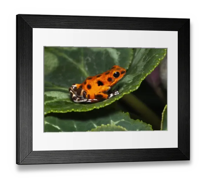 Framed Print : Colon Isle Dart Frog, aka Strawberry Poison-Dart Frog, (Oophaga pumilio) Framed Print : Colon Isle Dart Frog, aka Strawberry Poison-Dart Frog, (Oophaga pumilio)