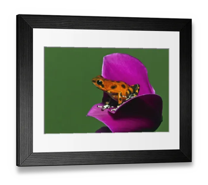 Framed Print : Colon Isle Dart Frog, aka Strawberry Poison-Dart Frog, (Oophaga pumilio) Framed Print : Colon Isle Dart Frog, aka Strawberry Poison-Dart Frog, (Oophaga pumilio)