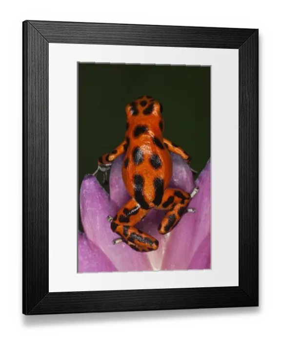 Framed Print : Colon Isle Dart Frog, aka Strawberry Poison-Dart Frog, (Oophaga pumilio) Framed Print : Colon Isle Dart Frog, aka Strawberry Poison-Dart Frog, (Oophaga pumilio)