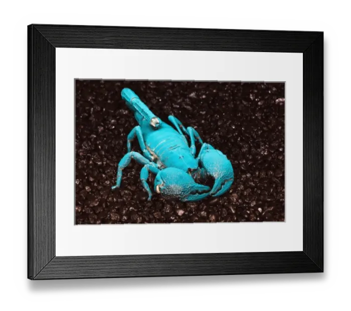 Framed Print : Emperor Scorpion (Pandinus imperato) flourescing under black light, Africa Framed Print : Emperor Scorpion (Pandinus imperato) flourescing under black light, Africa