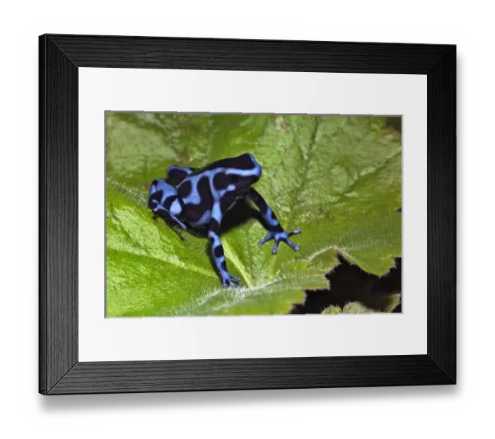 Framed Print : Nature, Fauna Framed Print : Nature, Fauna