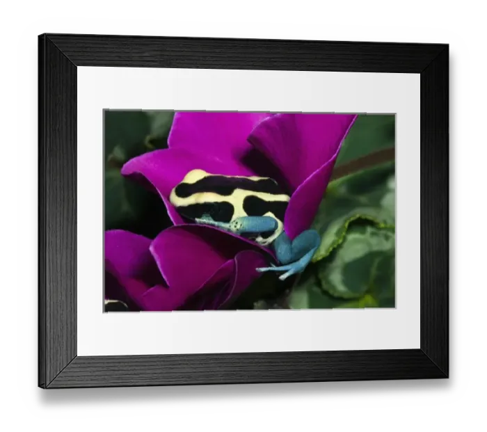 Framed Print : Blue Dyeing Dart Frog (Dendrobates tinctorius patricia), native to Surinam Framed Print : Blue Dyeing Dart Frog (Dendrobates tinctorius patricia), native to Surinam