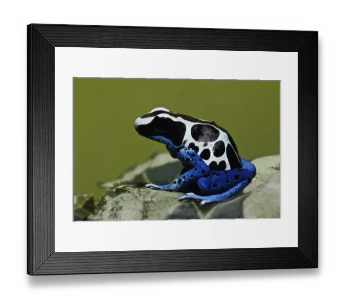 Framed Print : Dyeing Dart Frog (Dendrobates tinctorius oyapok) Framed Print : Dyeing Dart Frog (Dendrobates tinctorius oyapok)