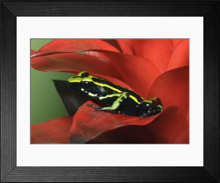 Framed Print : Three Stripe Dart Frog (Ameerega trivittatus, formerly Epipedobates trivittatus)