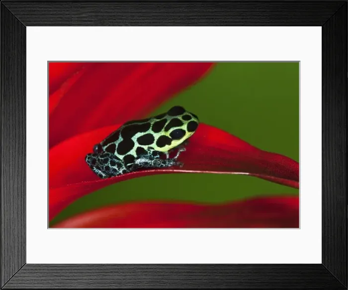 Framed Print : Imitator Poison-Dart Frog (Ranitomeya Imitator, formerly Dendrobates imitator)
