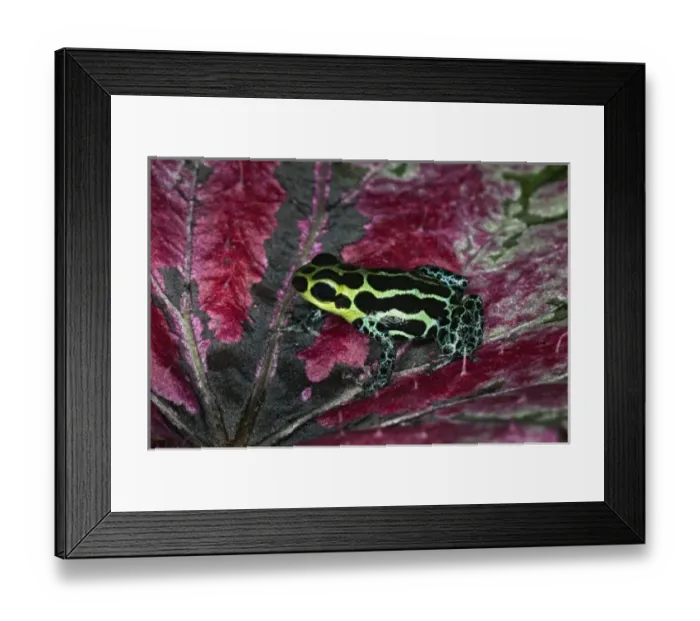 Framed Print : Imitator Poison-Dart Frog (Ranitomeya Imitator, formerly Dendrobates imitator) Framed Print : Imitator Poison-Dart Frog (Ranitomeya Imitator, formerly Dendrobates imitator)