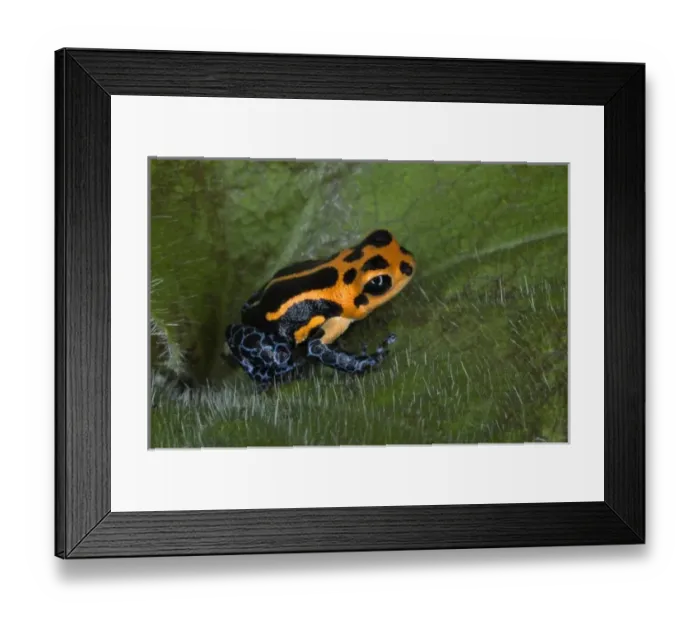 Framed Print : Imitator Poison-Dart Frog (Ranitomeya Imitator, formerly Dendrobates imitator) Framed Print : Imitator Poison-Dart Frog (Ranitomeya Imitator, formerly Dendrobates imitator)