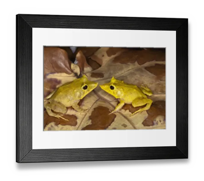 Framed Print : Nature, Fauna Framed Print : Nature, Fauna