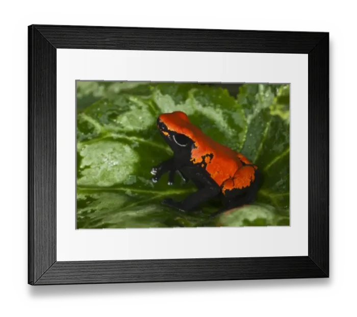 Framed Print : Nature, Fauna Framed Print : Nature, Fauna
