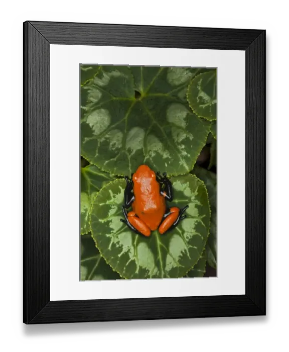 Framed Print : Nature, Fauna Framed Print : Nature, Fauna