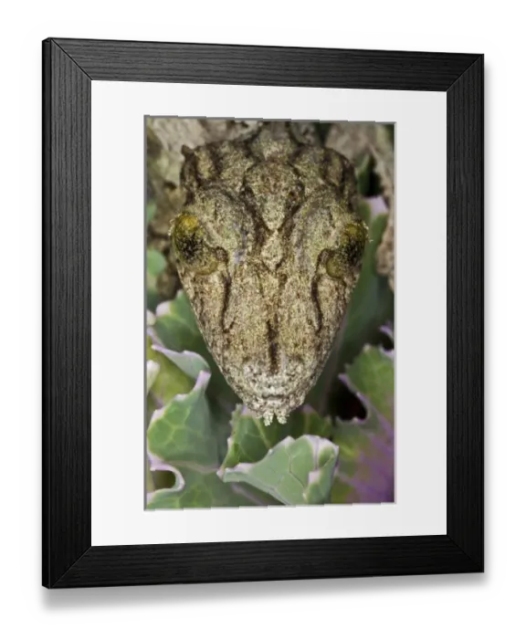 Framed Print : Nature, Fauna Framed Print : Nature, Fauna