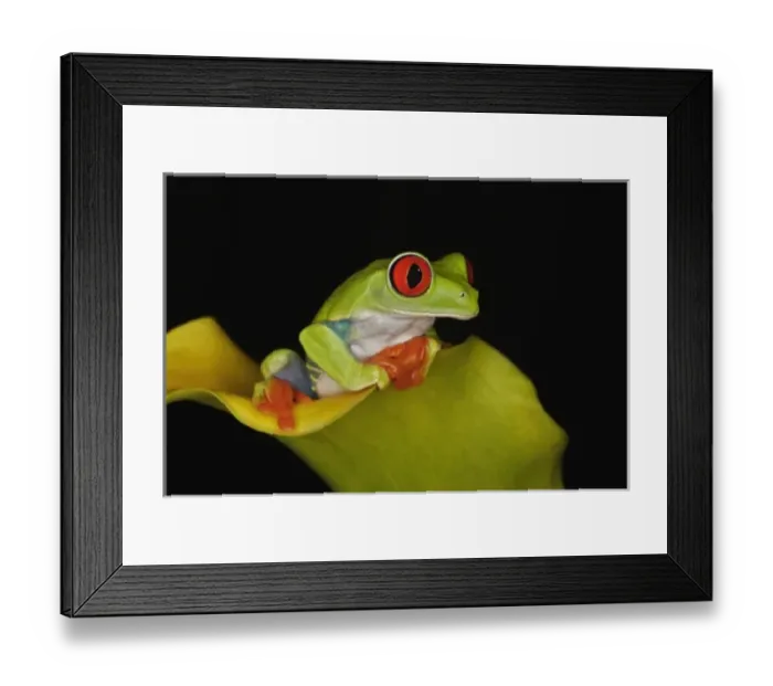 Framed Print : Nature, Fauna
