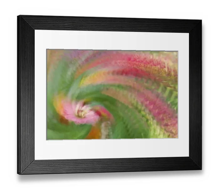 Framed Print : Abstract swirl created by multiple exposure of pink flower Framed Print : Abstract swirl created by multiple exposure of pink flower