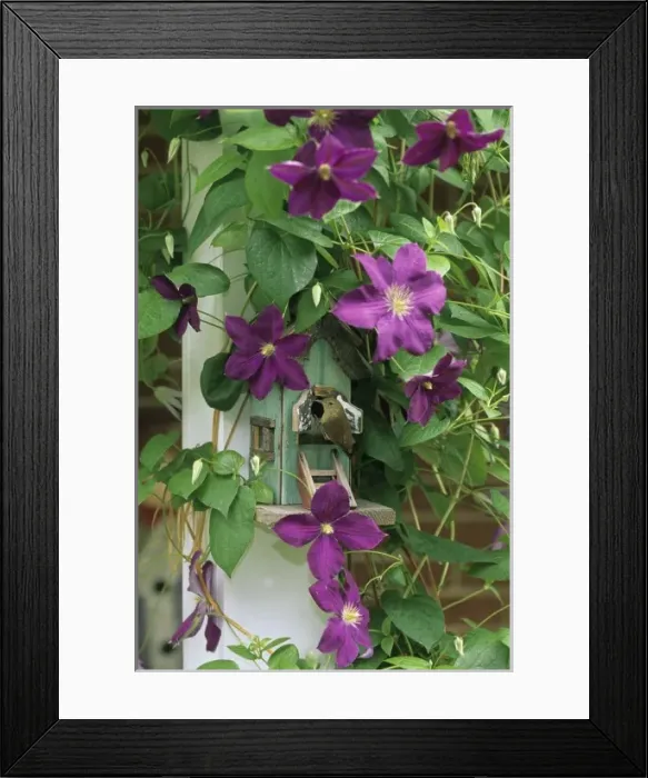 Framed Print : Wren in birdhouse in clematis vine