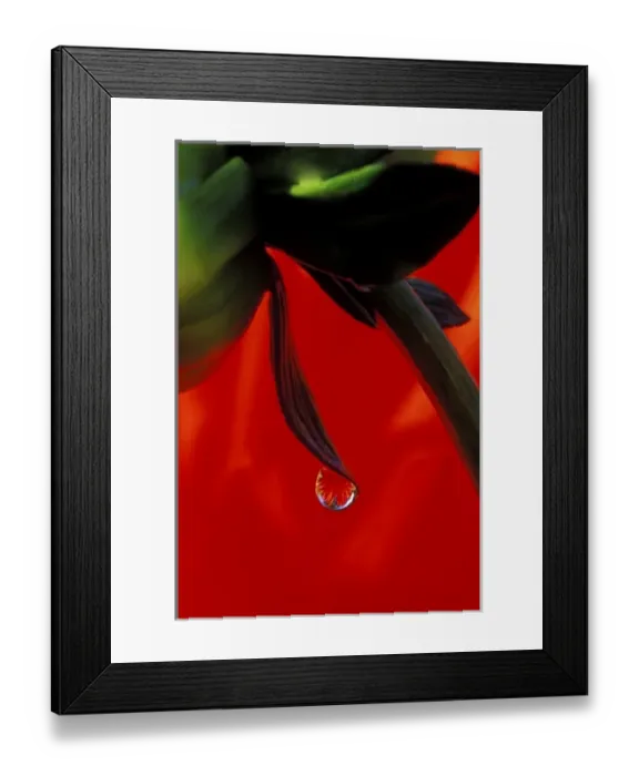 Framed Print : Red dahlia in a dew drop Framed Print : Red dahlia in a dew drop