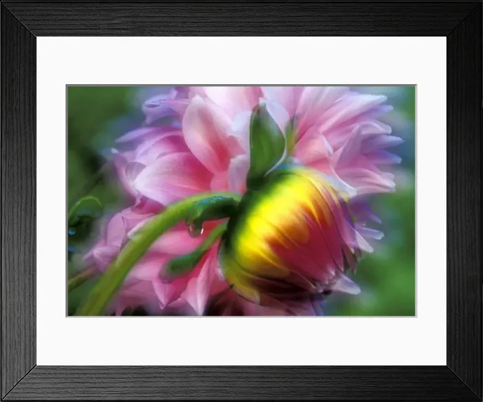 Framed Print : Abstract of dahlia and bud Framed Print : Abstract of dahlia and bud