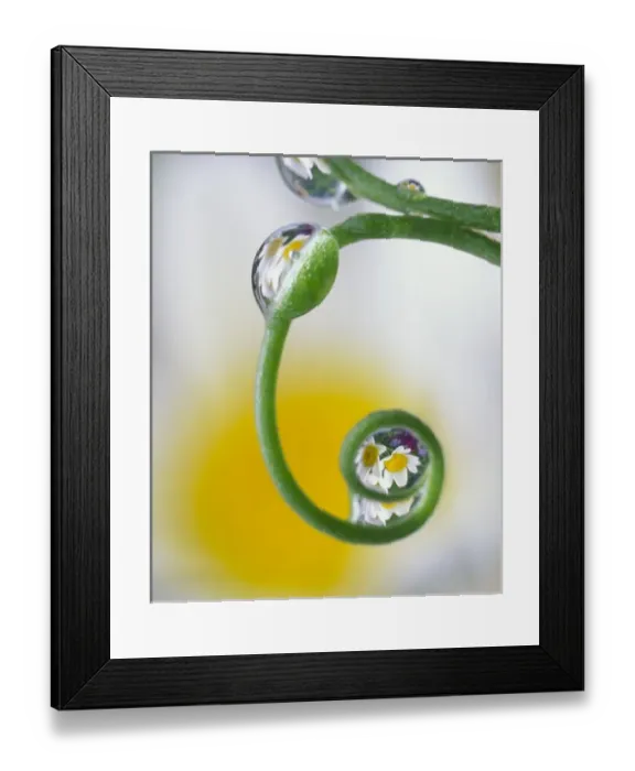 Framed Print : Nature, Fauna Framed Print : Nature, Fauna