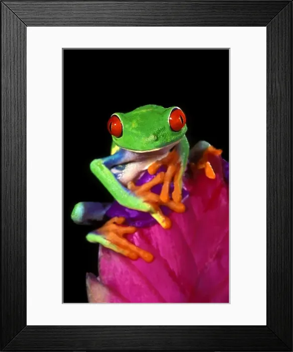 Framed Print : Close-up of captive red-eyed tree frog on bromeliad flower Framed Print : Close-up of captive red-eyed tree frog on bromeliad flower