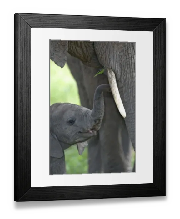 Framed Print : Nature, Fauna Framed Print : Nature, Fauna