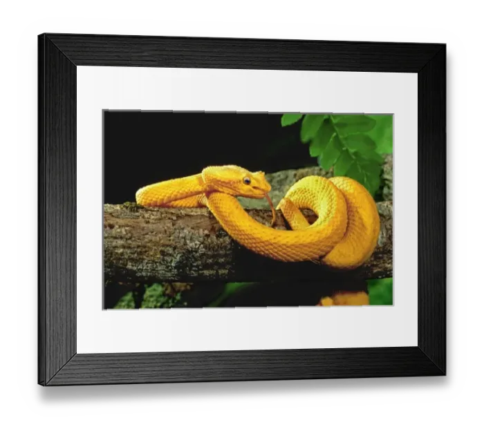 Framed Print : Nature, Fauna Framed Print : Nature, Fauna