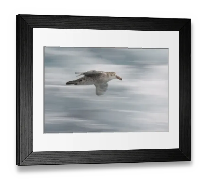 Framed Print : South Atlantic Ocean. A northern giant petrel glides by a tourist boat Framed Print : South Atlantic Ocean. A northern giant petrel glides by a tourist boat
