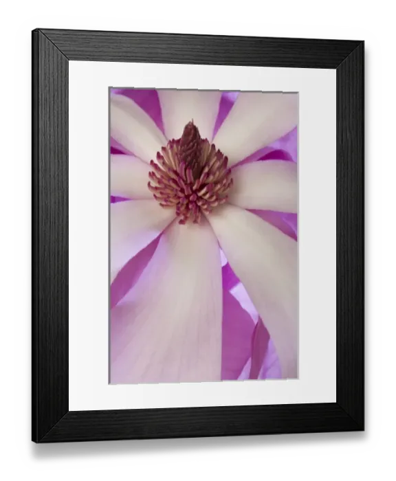 Framed Print : Close-up of tulip magnolia in springtime Framed Print : Close-up of tulip magnolia in springtime