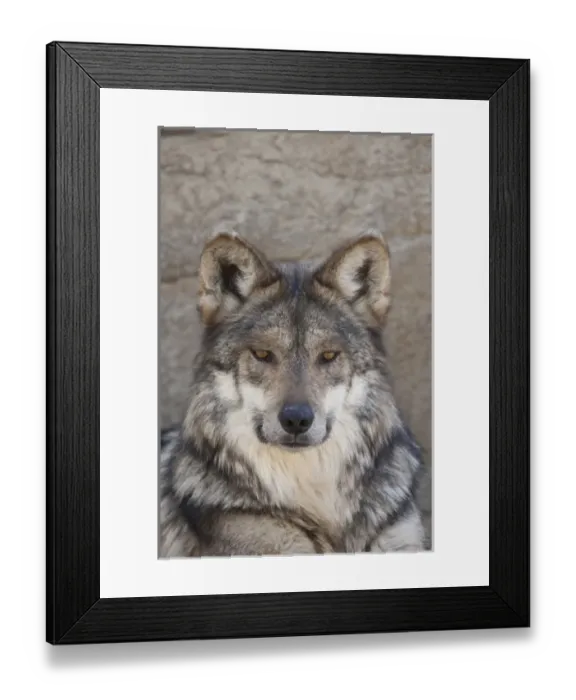Framed Print : Portrait of an Adult Wolf, captive Framed Print : Portrait of an Adult Wolf, captive
