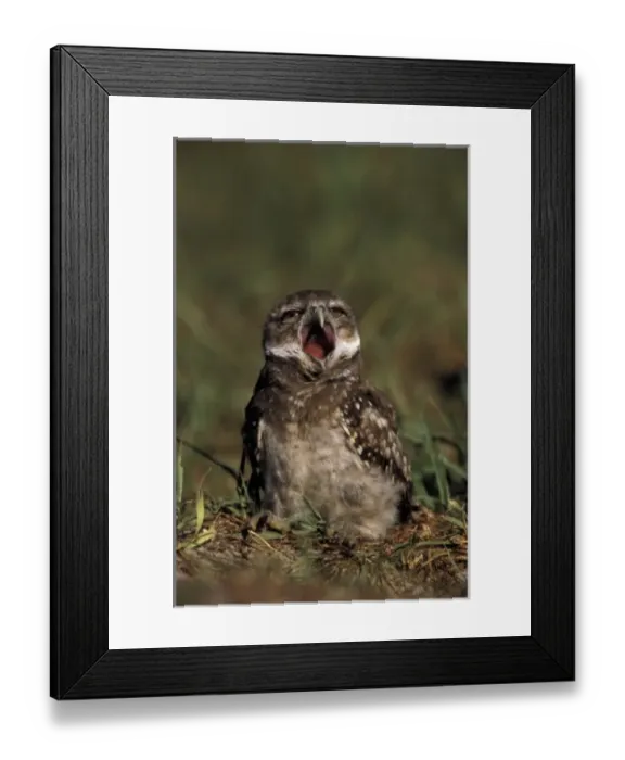 Framed Print : Nature, Fauna Framed Print : Nature, Fauna