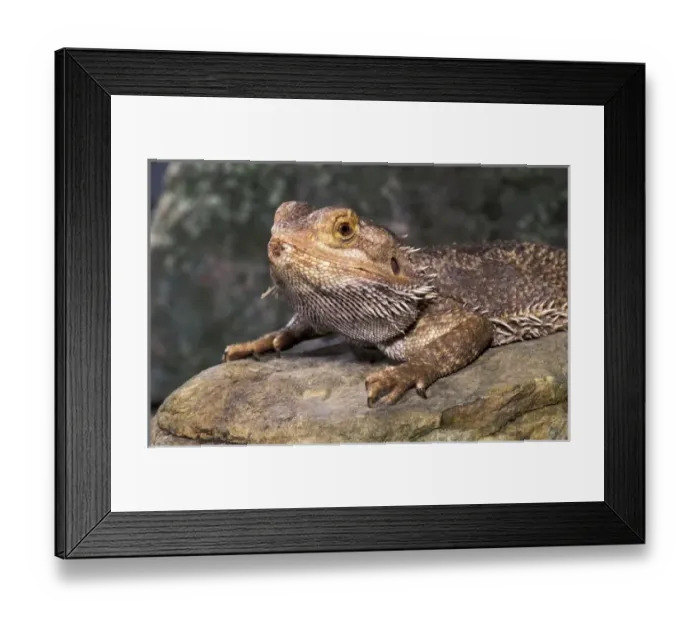 Framed Print : Bearded Dragon Lizard (Amphibolurus barbatus)