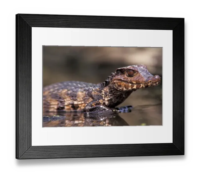 Framed Print : Dwarf Caiman (Paleosuchas palpobrosus)