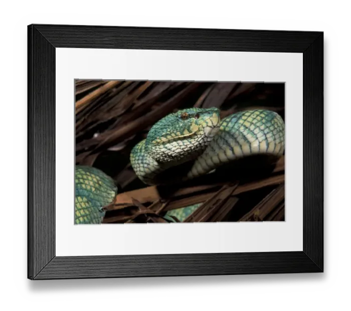 Framed Print : Palm Viper (Bothriechis lateralis) Framed Print : Palm Viper (Bothriechis lateralis)