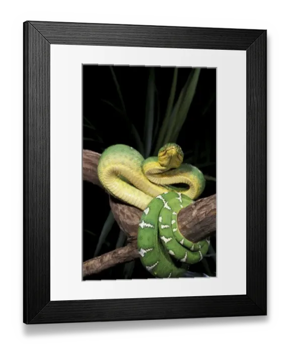 Framed Print : Nature, Fauna Framed Print : Nature, Fauna